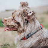 Dog Collar - Harry Potter™