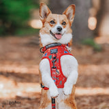 Dog Collar - Harry Potter™