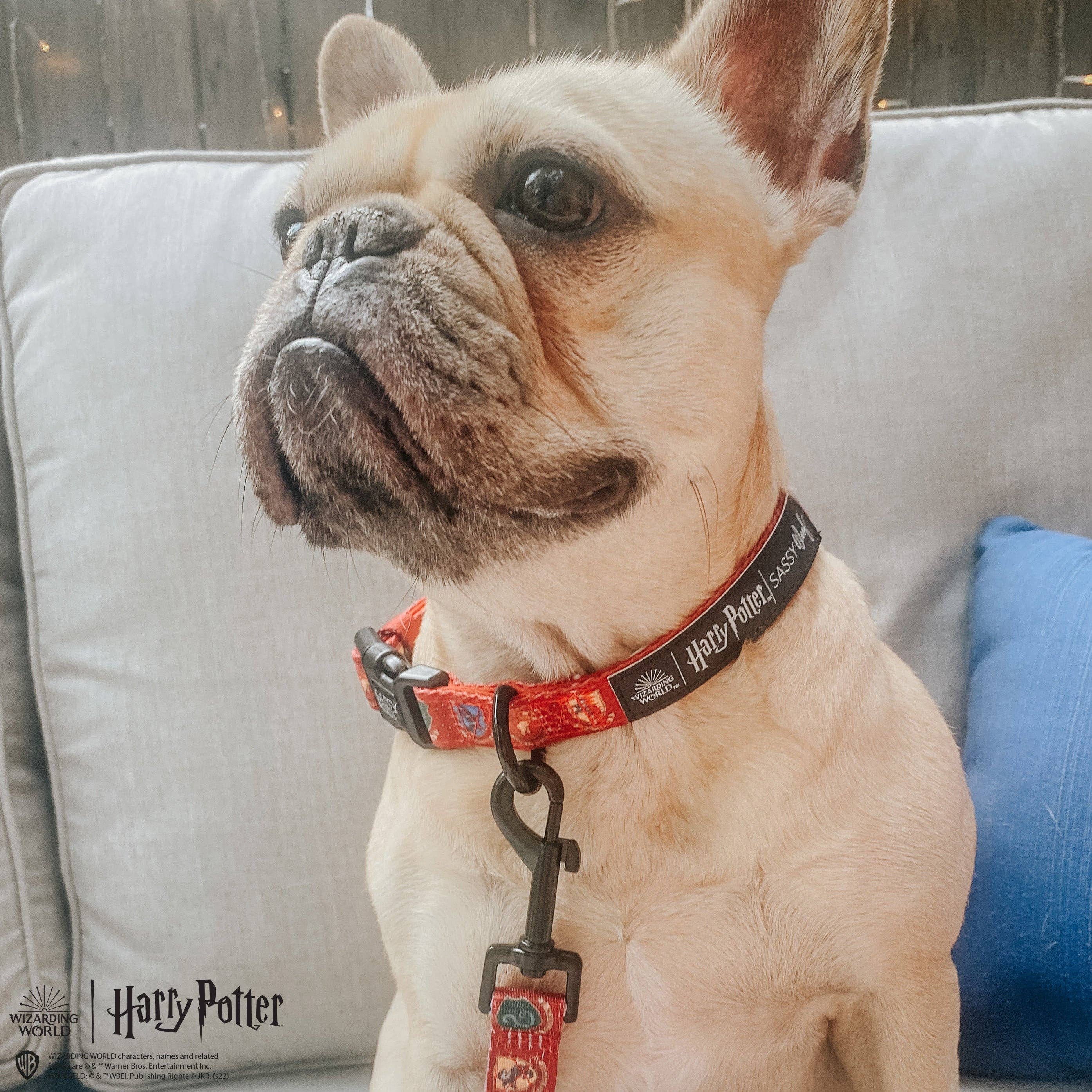 Dog Collar - Harry Potter™