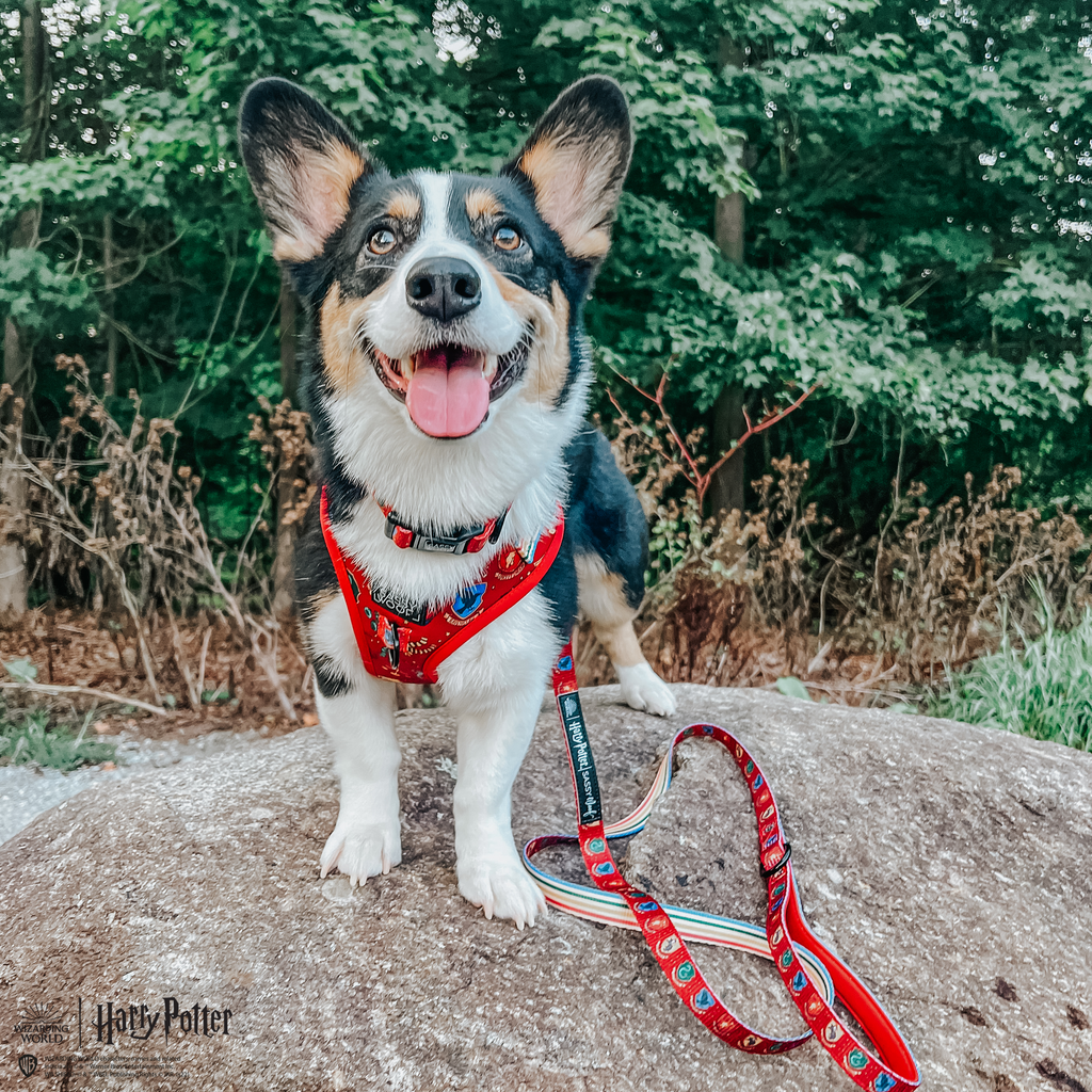 Dog Leash - Harry Potter™ House Crests