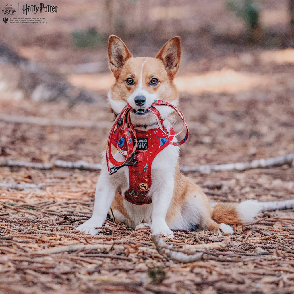 Dog Leash - Harry Potter™ House Crests