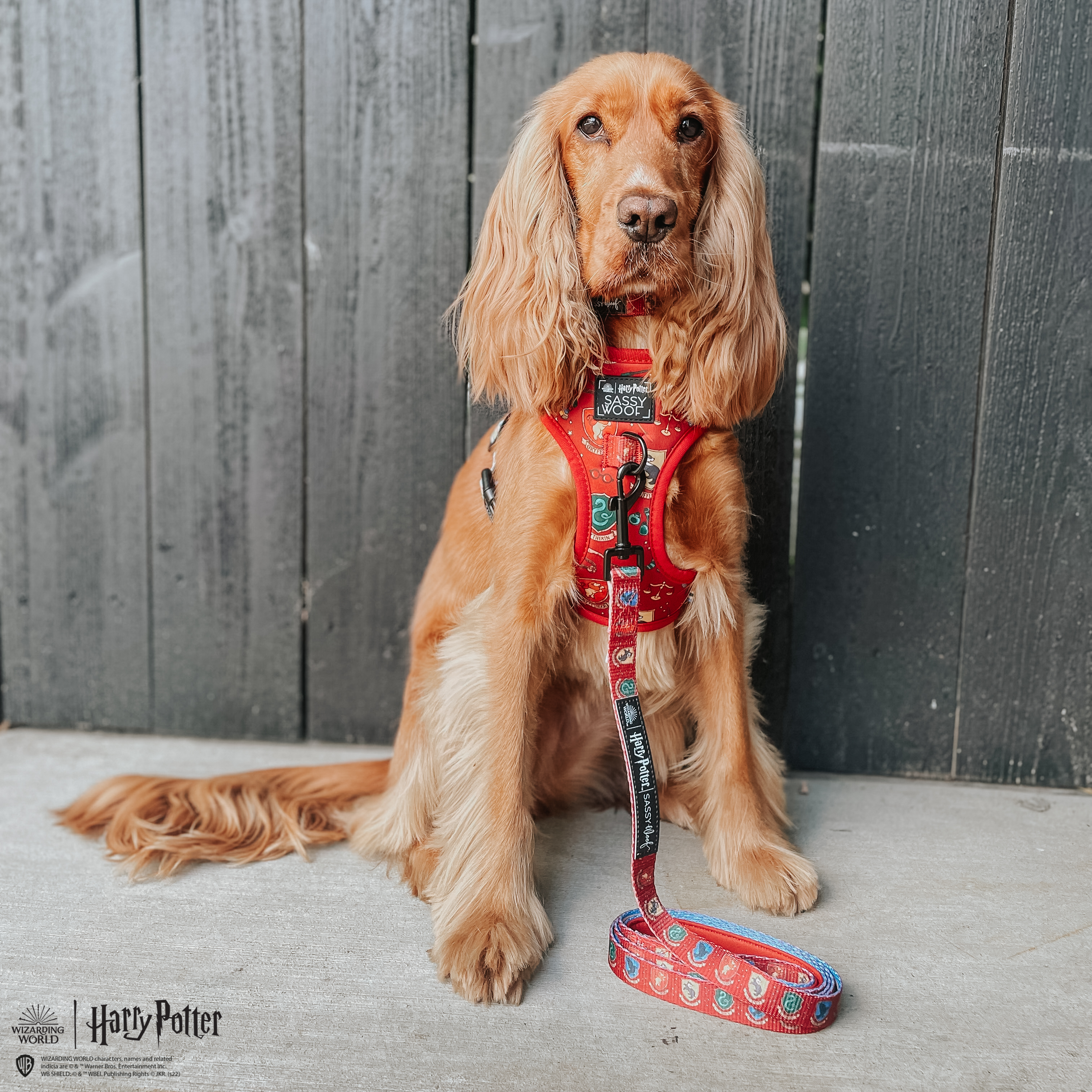 Dog Leash - Harry Potter™ House Crests